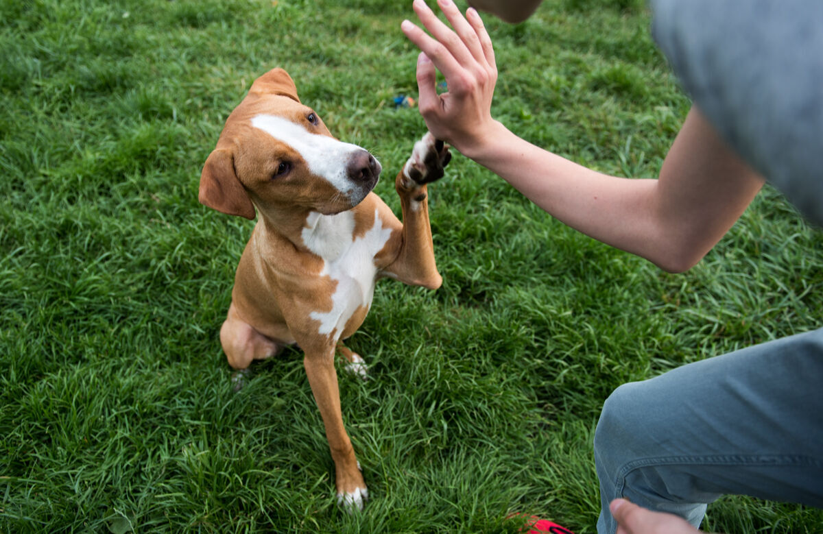 Dog training